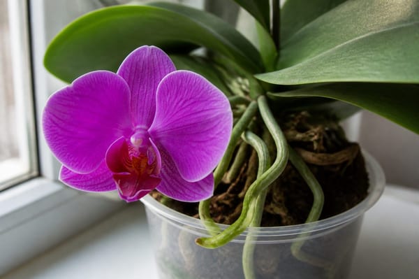 Arrosage orchidée : mon guide en 7 étapes pour une floraison qui dure