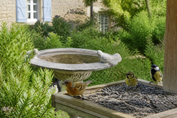 oiseaux du jardin